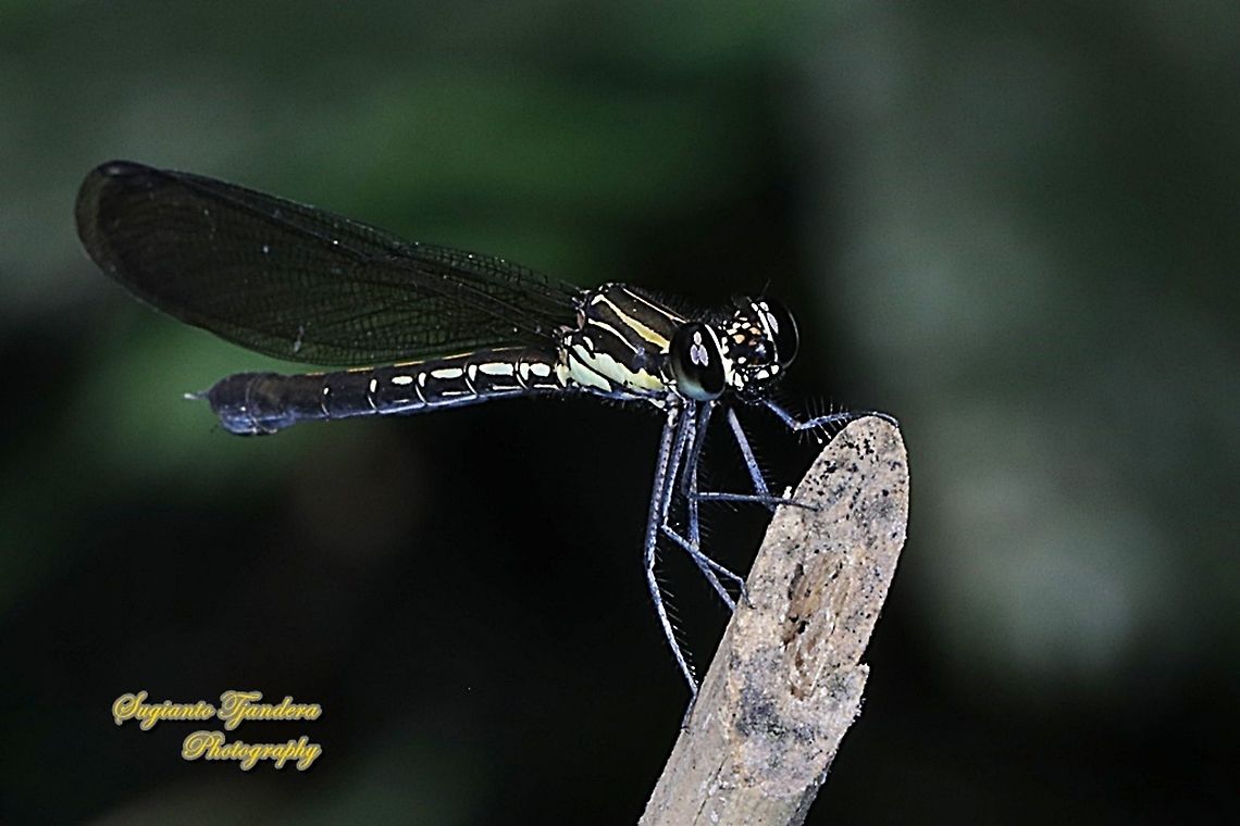 Pink Jewel Dragonfly, Heliocypha fenestrata, family Chlorocyphidae - female  Geotagged,Heliocypha fenestrata,Indonesia,Spring