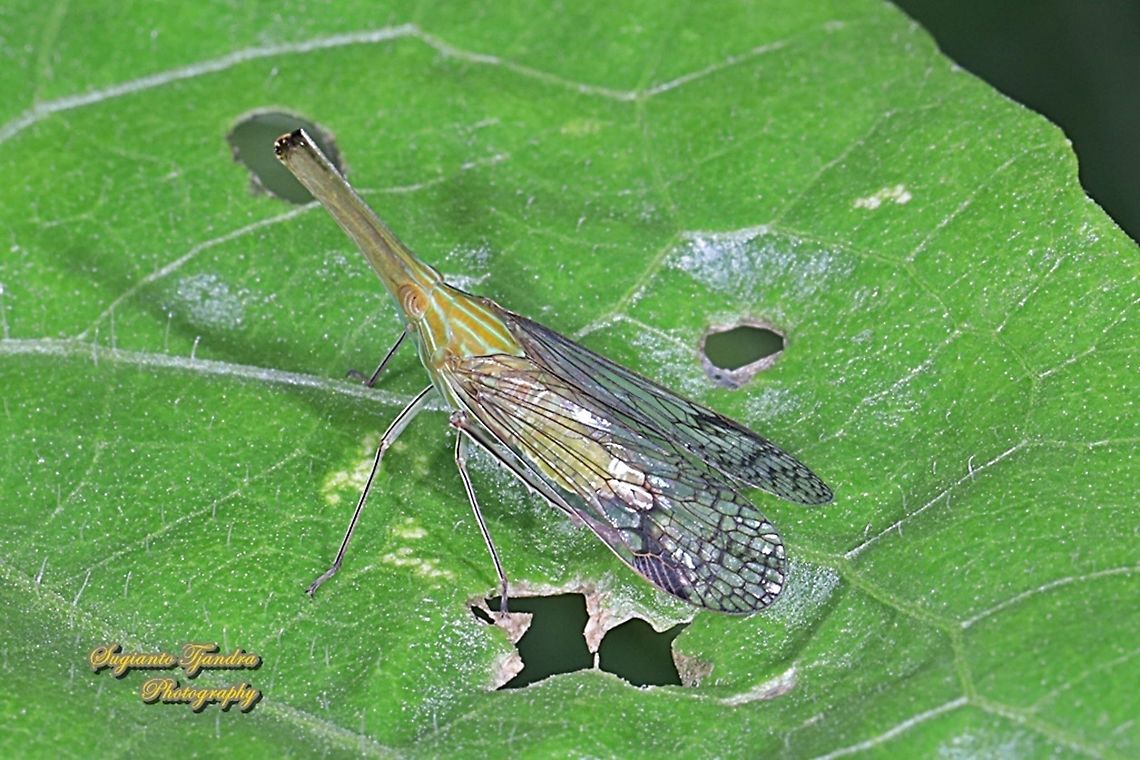 Long Nosed Planthopper, Dictyophara nakanonis, family Dictyopharidae  Geotagged,Indonesia,Raivuna nakanonis,Spring