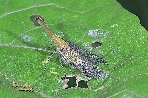 Long Nosed Planthopper, Dictyophara nakanonis, family Dictyopharidae  Geotagged,Indonesia,Raivuna nakanonis,Spring