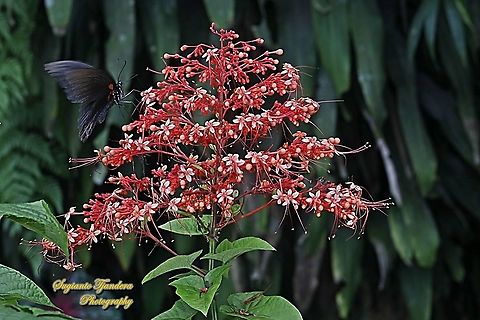 Great Mormon Butterfly, Papilio memnon memnon - Male "sucking nectar on the Bunga Pagoda/ Pagoda flower, Clerodendrum paniculatum"  Geotagged,Great Mormon,Indonesia,Papilio memnon,Spring