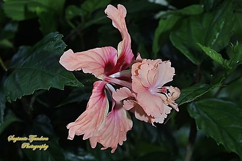 Hibiscus flower/Kembang Sepatu, Hibiscus rosa-sinensis  Chinese hibiscus,Geotagged,Hibiscus rosa-sinensis,Indonesia,Spring