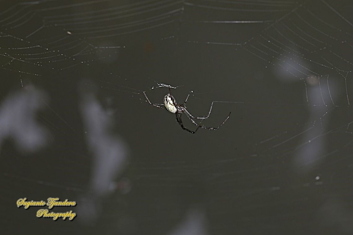 Long-jawed orb-weaver spider, Orsinome vethi  Geotagged,Indonesia,Orsinome vethi,Spring