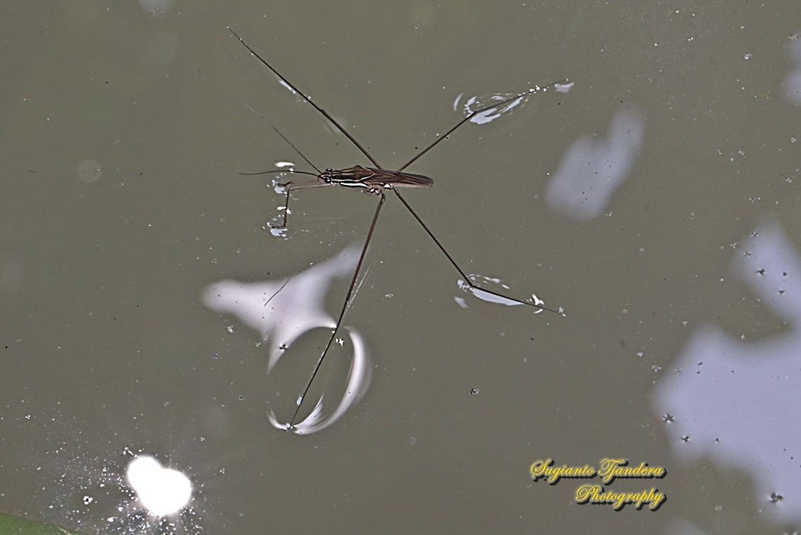 Common Water Striders, Aquarius remigis, family Gerridae  Geotagged,Indonesia,Spring