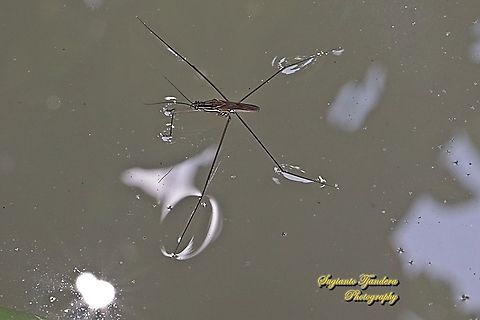 Common Water Striders, Aquarius remigis, family Gerridae  Geotagged,Indonesia,Spring