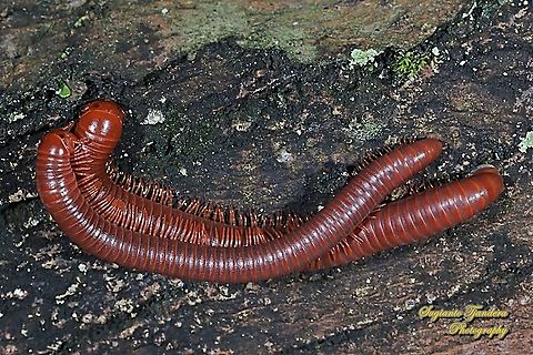 Rusty Millipedes, Trigoniulus corallinus "Love is many splendored thing lol????????"  Geotagged,Indonesia,Spring,Trigoniulus corallinus