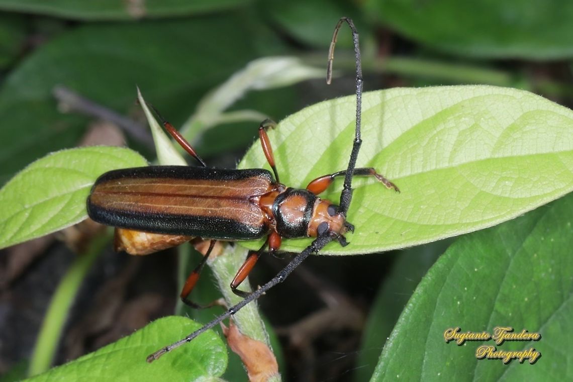 Longhorn beetle, Xystrocera festiva, family Cerambycidae  Geotagged,Indonesia,Spring,Xystrocera festiva