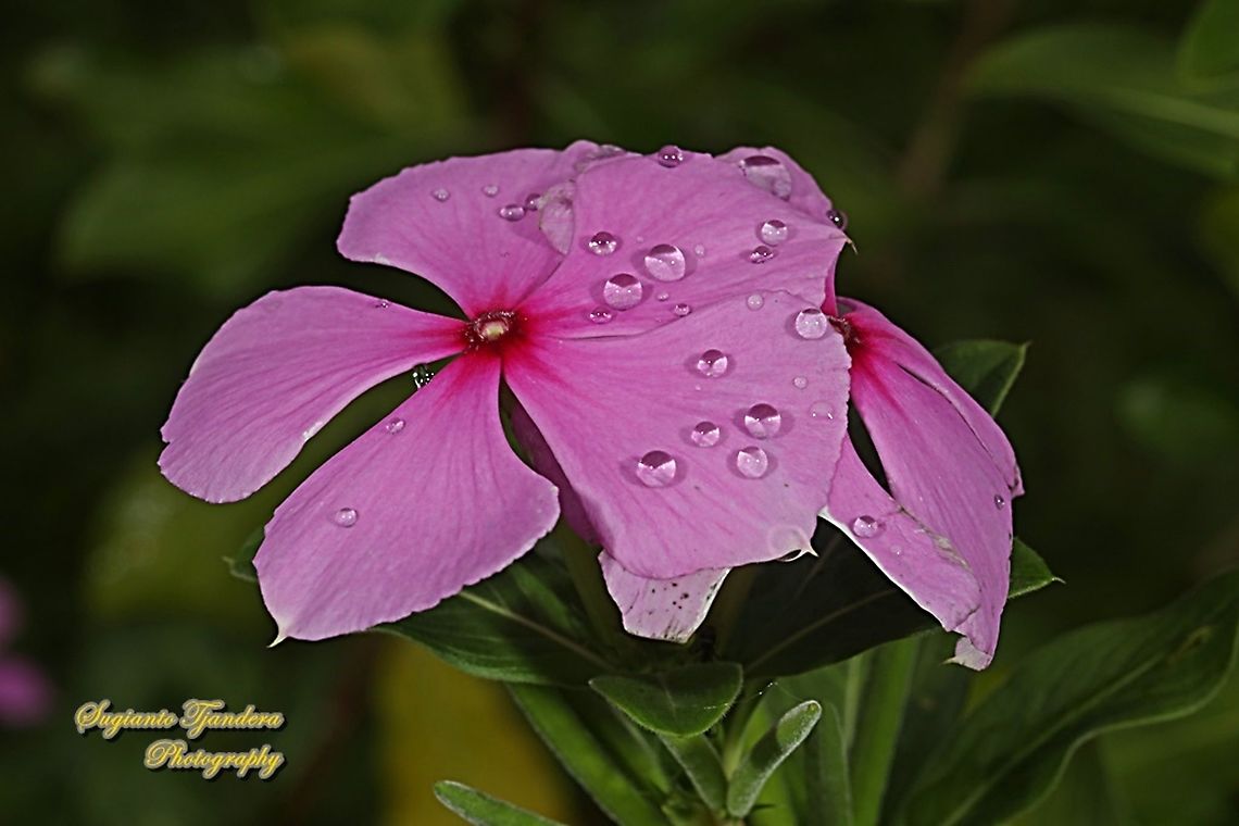 Tapak Dara Flower/ Madagascar Periwinkle, Apocynaceae  Catharanthus roseus,Geotagged,Indonesia,Madagascar rosy periwinkle,Spring