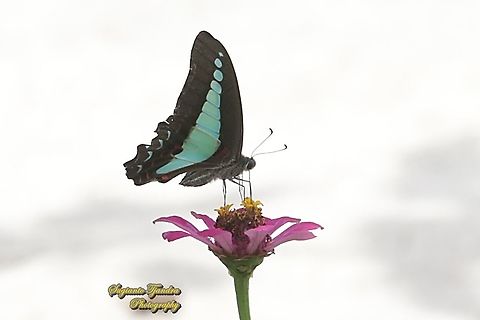 Common Bluebottle butterfly, Graphium sarpedon ssp luctatius "sucking nectar on the Zinnia flower"  Common bluebottle,Geotagged,Graphium  sarpedon,Indonesia,Spring