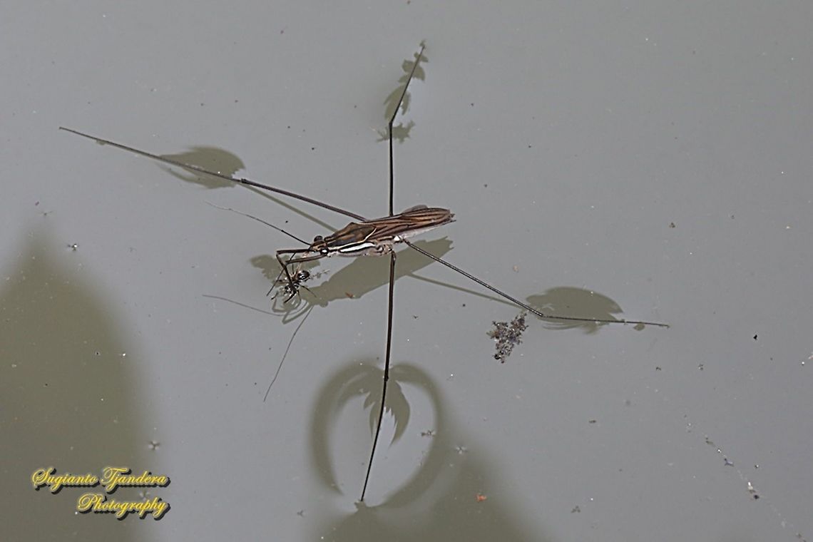 Common Water Striders, Aquarius remigis, family Gerridae "preying a small dead insect"  Geotagged,Indonesia,Spring