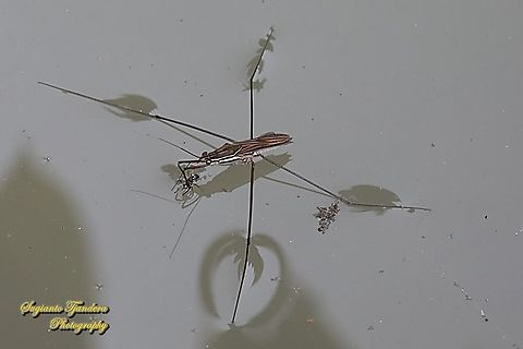 Common Water Striders, Aquarius remigis, family Gerridae "preying a small dead insect"  Geotagged,Indonesia,Spring