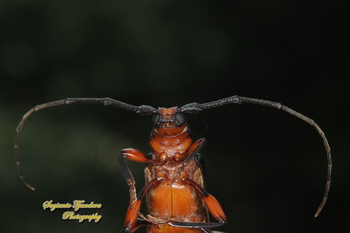 Longhorn beetle, Xystrocera festiva, family Cerambycidae  Geotagged,Indonesia,Spring,Xystrocera festiva