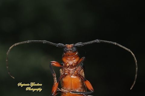 Longhorn beetle, Xystrocera festiva, family Cerambycidae  Geotagged,Indonesia,Spring,Xystrocera festiva