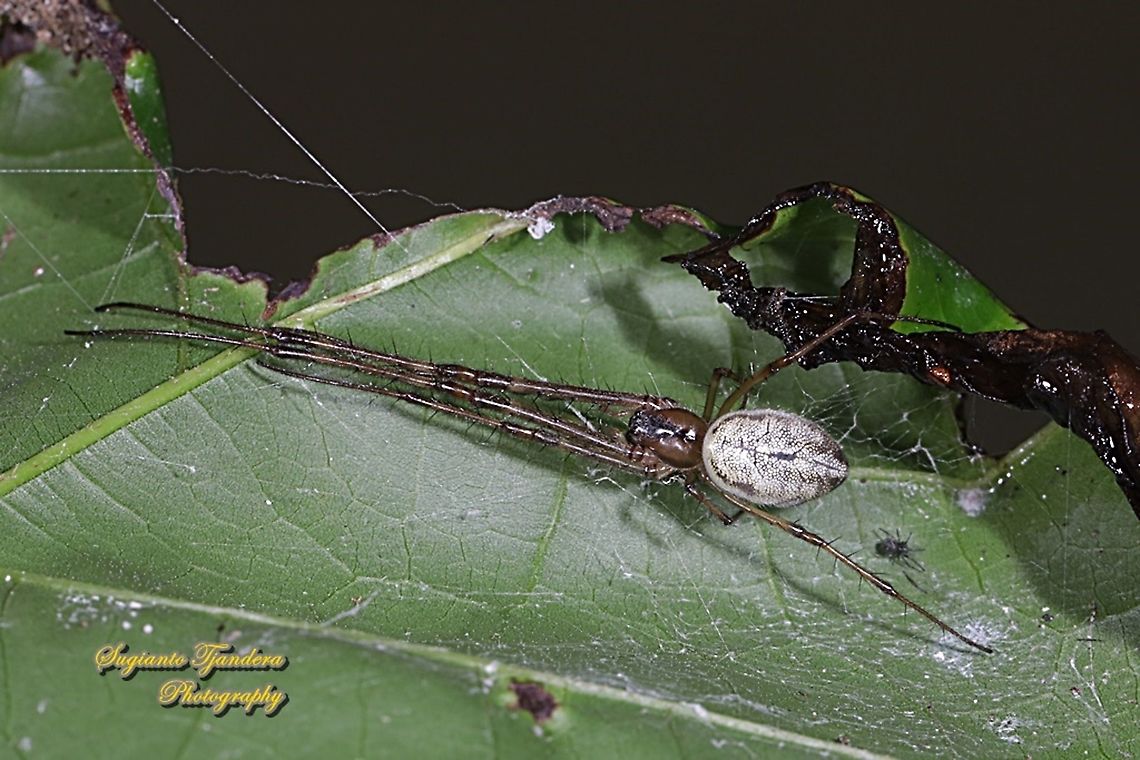 Long-jawed orb-weaver spider, Orsinome vethi  Geotagged,Indonesia,Orsinome vethi,Spring