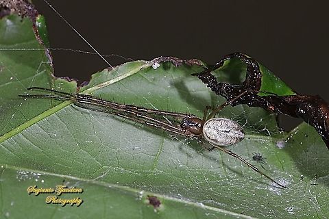 Long-jawed orb-weaver spider, Orsinome vethi  Geotagged,Indonesia,Orsinome vethi,Spring