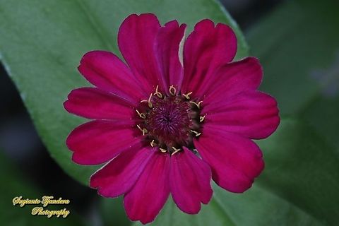 Red Zinnia flower, Zinnia elegans  Geotagged,Indonesia,Spring,Zinnia elegans