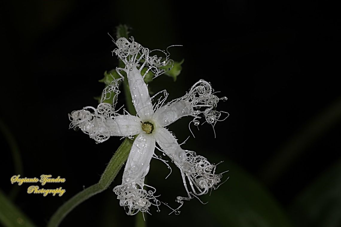 Snake gourd, Trichosanthes anguina, family Cucurbitaceae  Geotagged,Indonesia,Snake gourd,Spring,Trichosanthes cucumerina