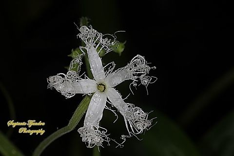 Snake gourd, Trichosanthes anguina, family Cucurbitaceae  Geotagged,Indonesia,Snake gourd,Spring,Trichosanthes cucumerina
