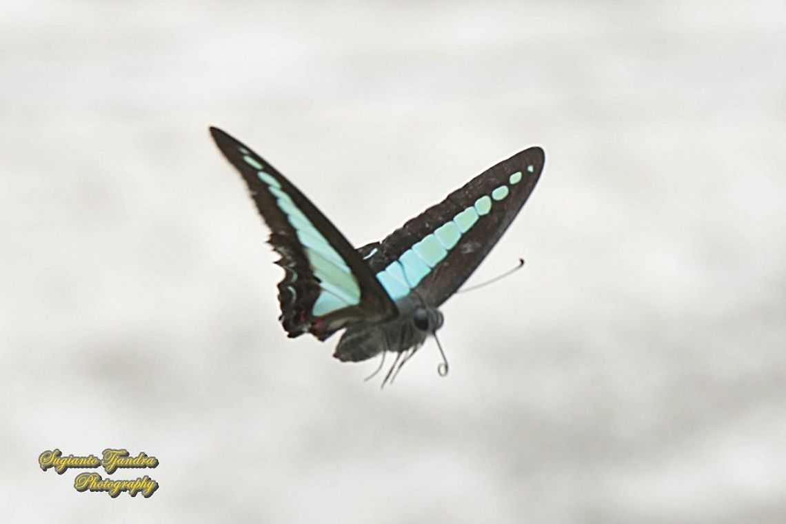 Common Bluebottle butterfly, Graphium sarpedon ssp luctatius "flying on air"  Common Bluebottle,Geotagged,Graphium sarpedon,Indonesia,Spring
