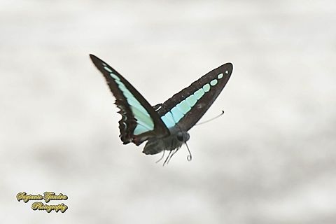 Common Bluebottle butterfly, Graphium sarpedon ssp luctatius "flying on air"  Common Bluebottle,Geotagged,Graphium sarpedon,Indonesia,Spring