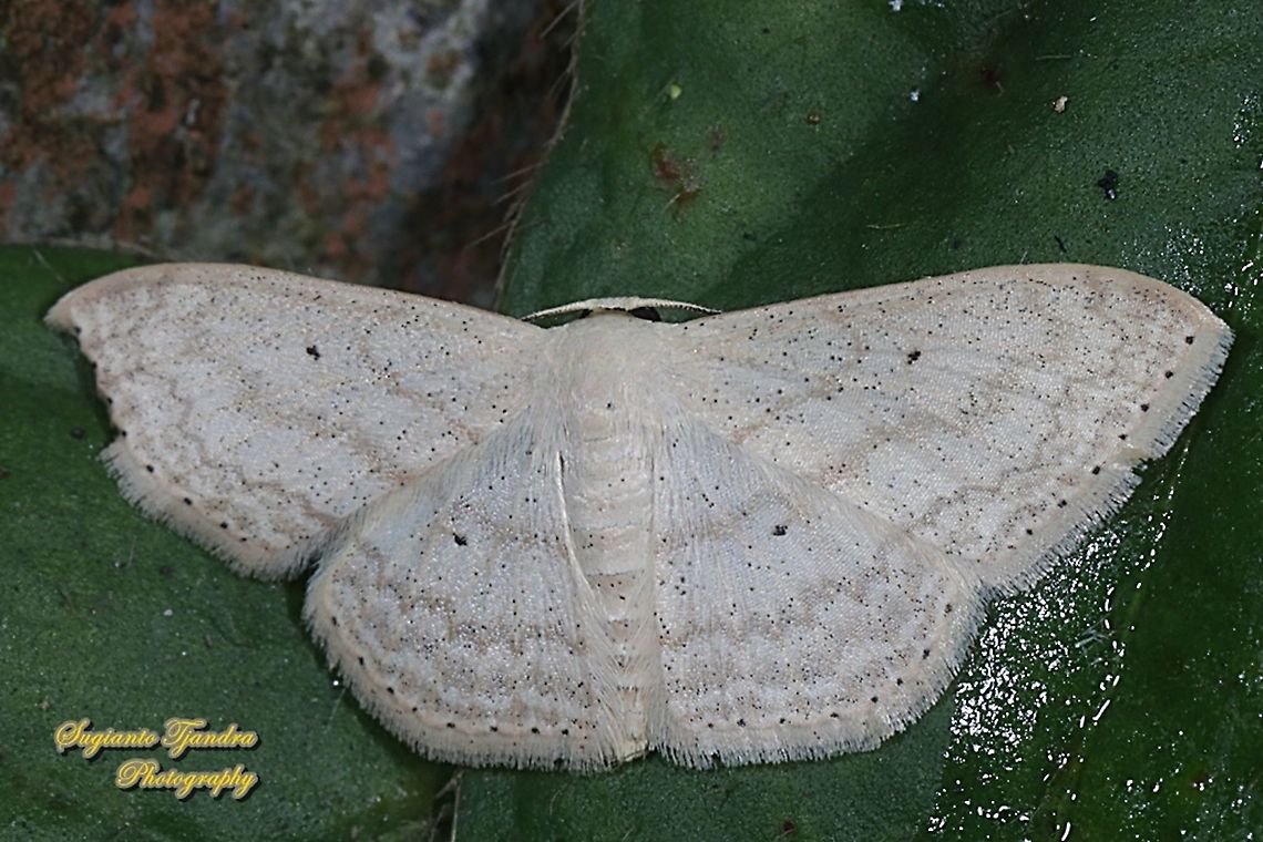 Scopula moth, family Geometridae  Geotagged,Indonesia,Spring