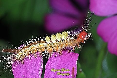 Tussock moth caterpillar  Geotagged,Indonesia,Spring