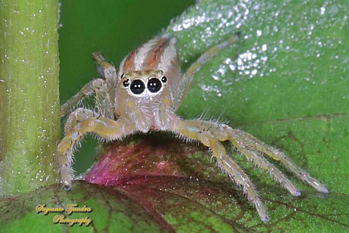 Jumping Spider, Telamonia festiva, family Salticidae  Geotagged,Indonesia,Spring,Telamonia festiva