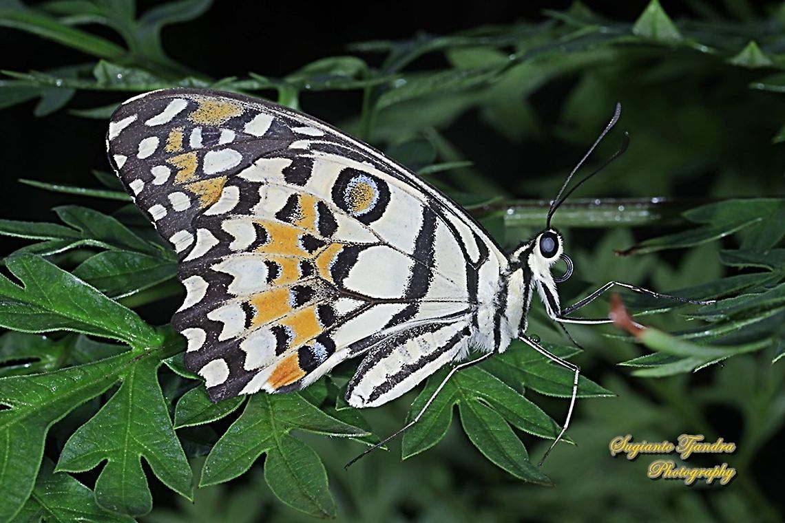 Common Lime butterfly (Papilio demoleus)  Geotagged,Indonesia,Lime Swallowtail,Papilio demoleus,Spring