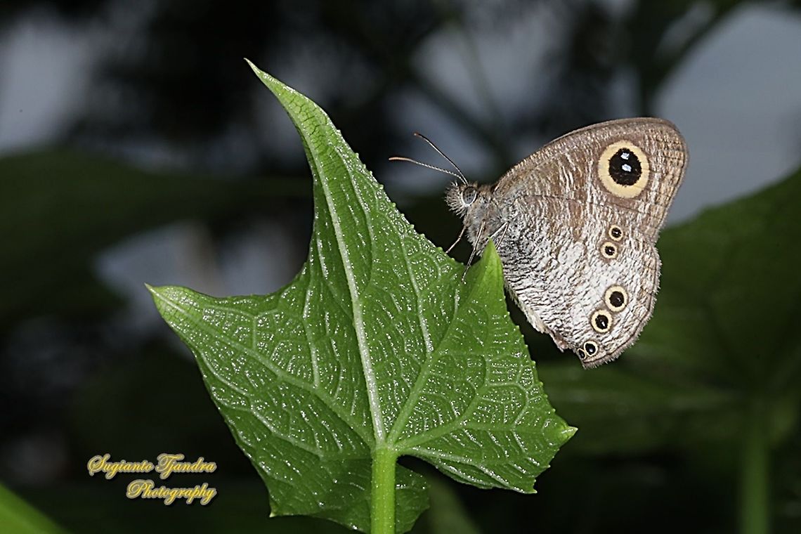 Common Five Ring Butterfly, Ypthima baldus  Common Fivering,Geotagged,Indonesia,Spring,Ypthima baldus