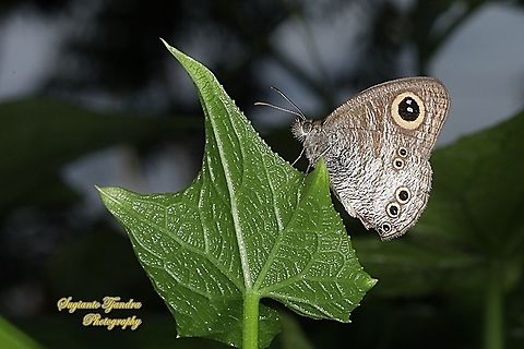 Common Five Ring Butterfly, Ypthima baldus  Common Fivering,Geotagged,Indonesia,Spring,Ypthima baldus