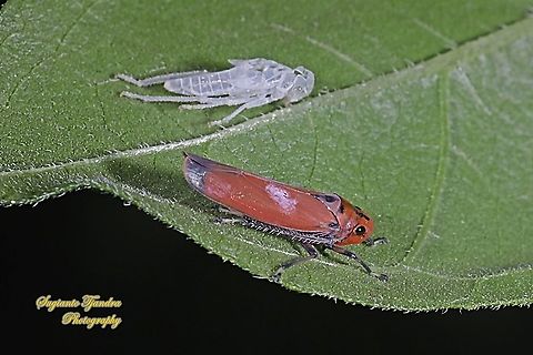 Orange leafhopper, Bothrogonia addita "Just reborn"  Bothrogonia addita,Geotagged,Indonesia,Orange Sharpshooter,Spring