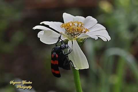 Blister Beetle, Hycleus biundulatus, family Meloidae "on the Zinnia flower "  Geotagged,Hycleus biundulatus,Indonesia,Spring
