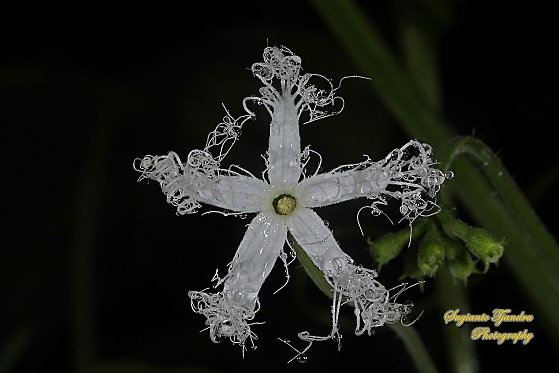 Snake gourd, Trichosanthes anguina, family Cucurbitaceae  Geotagged,Indonesia,Snake gourd,Spring,Trichosanthes cucumerina