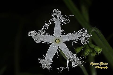 Snake gourd, Trichosanthes anguina, family Cucurbitaceae  Geotagged,Indonesia,Snake gourd,Spring,Trichosanthes cucumerina