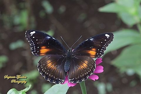 Jacintha Eggfly, Hypolimnas bolina ssp jacintha  Geotagged,Great eggfly,Hypolimnas bolina,Indonesia,Spring