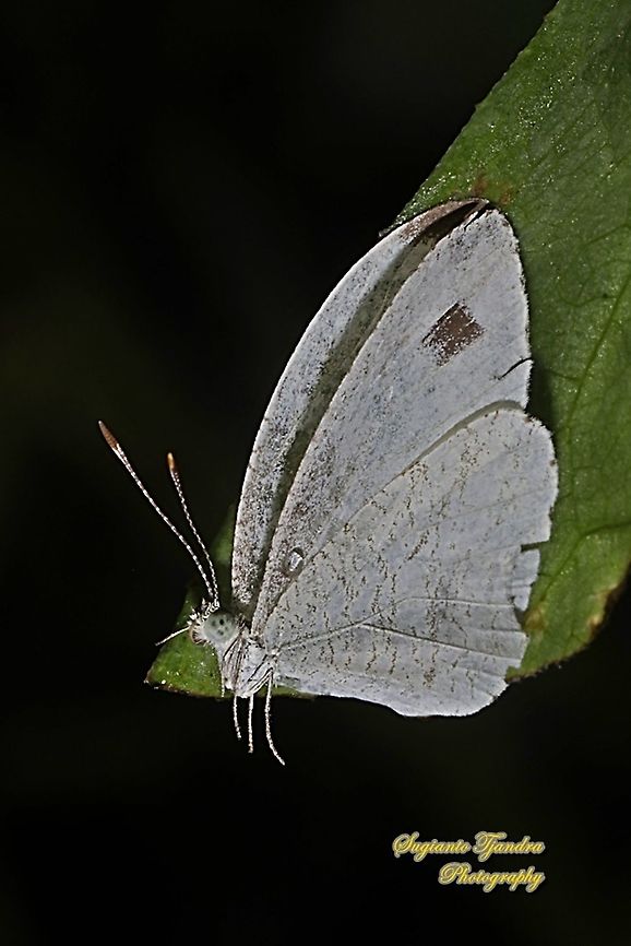 The psyche butterfly, Leptosia nina chlorographa, family Pieridae  Geotagged,Indonesia,Leptosia nina,Psyche,Spring