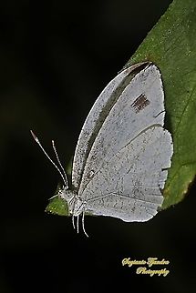 The psyche butterfly, Leptosia nina chlorographa, family Pieridae  Geotagged,Indonesia,Leptosia nina,Psyche,Spring
