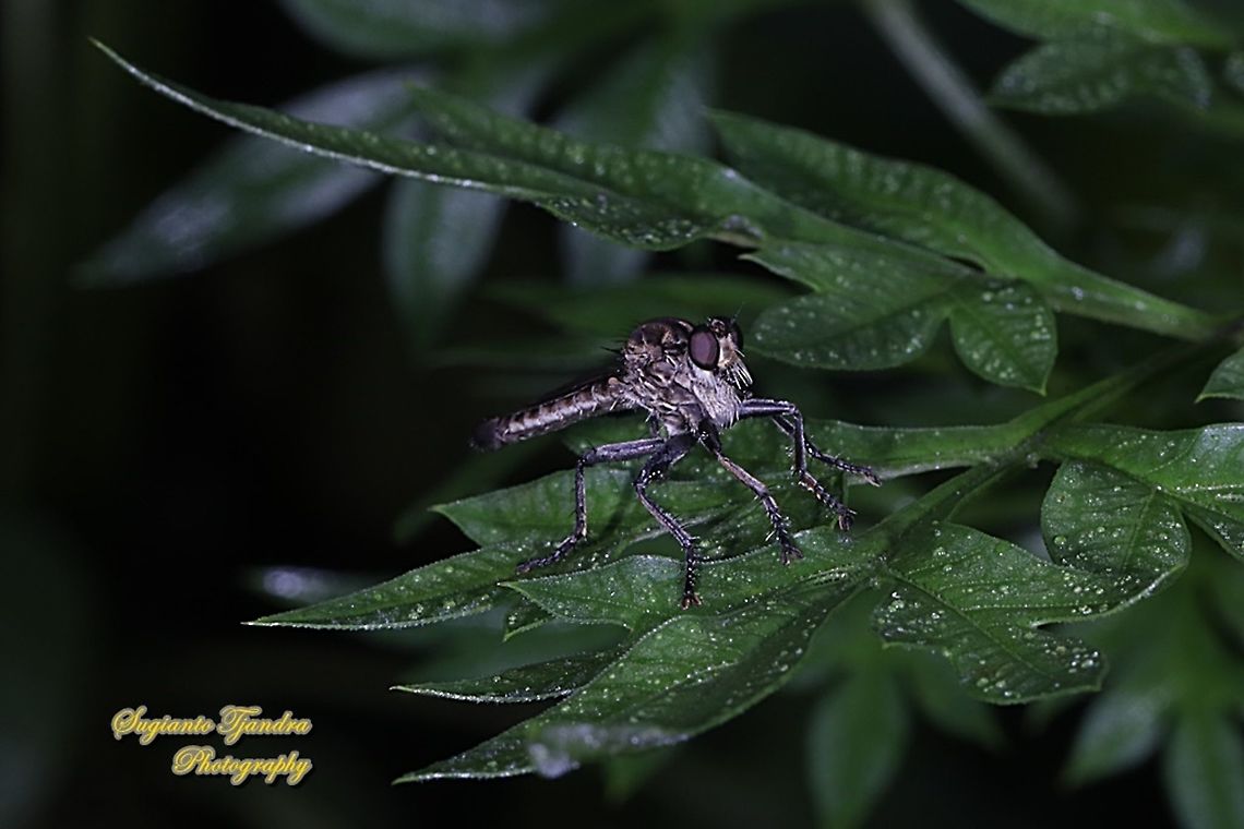Black Robber fly, Philodicus Sp., family Asilidae  Geotagged,Indonesia,Spring