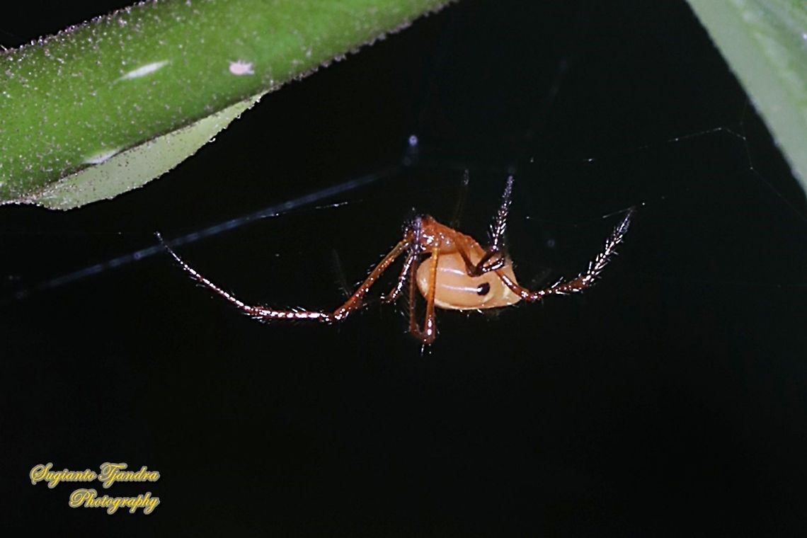 The red and silver dewdrop spider, Argyrodes flavescens  Argyrodes flavescens,Geotagged,Indonesia,Red and silver dewdrop spider,Spring