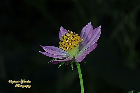 Bunga Kenikir Ungu (Cosmos caudatus)  Cosmos caudatus,Geotagged,Indonesia,Kenikir,Spring