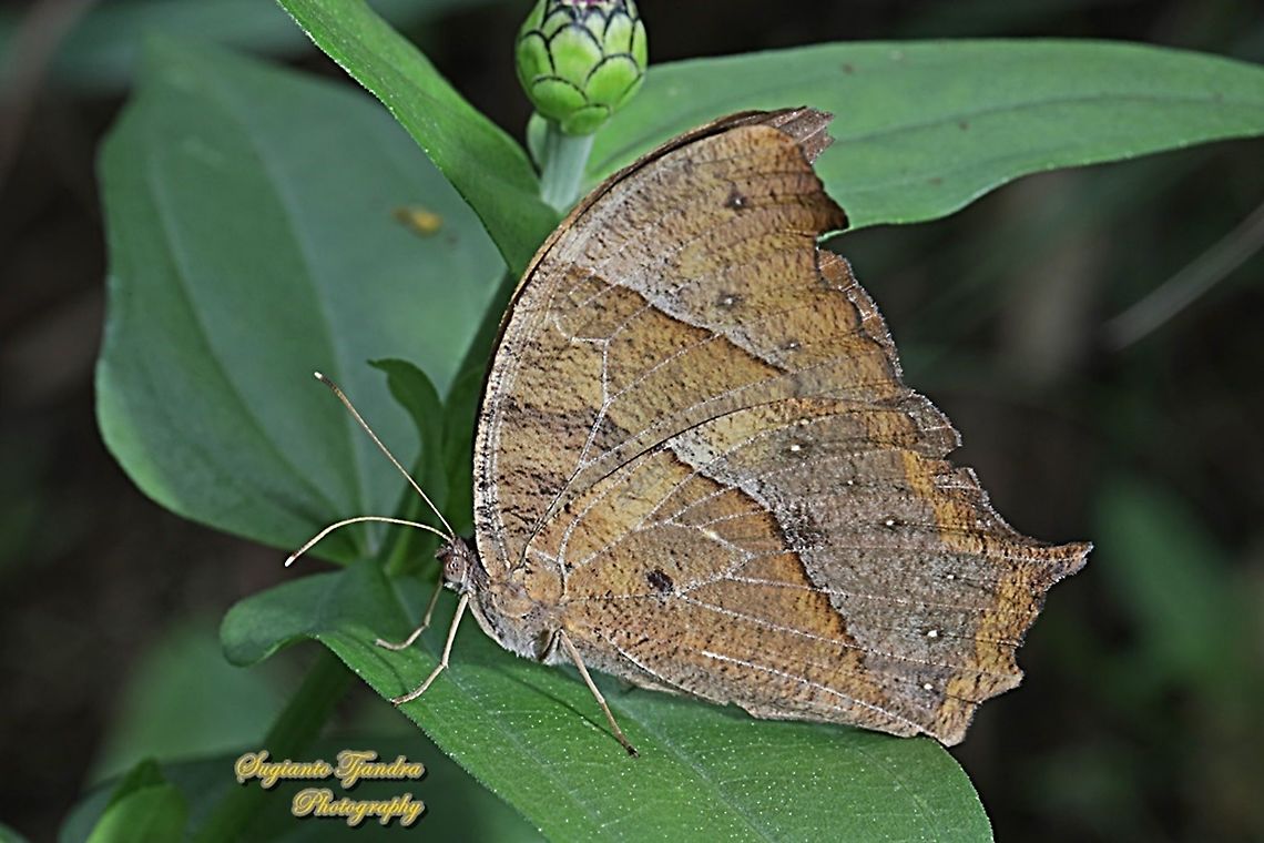 Dark Evening Brown, Melanitis phedima phedima  Dark evening brown,Geotagged,Indonesia,Melanitis phedima,Spring