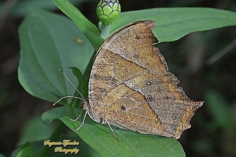 Dark Evening Brown, Melanitis phedima phedima  Dark evening brown,Geotagged,Indonesia,Melanitis phedima,Spring