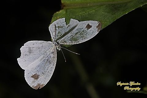 The psyche butterfly, Leptosia nina chlorographa, family Pieridae "Wet wing, can't fly"  Geotagged,Indonesia,Leptosia nina,Psyche,Spring