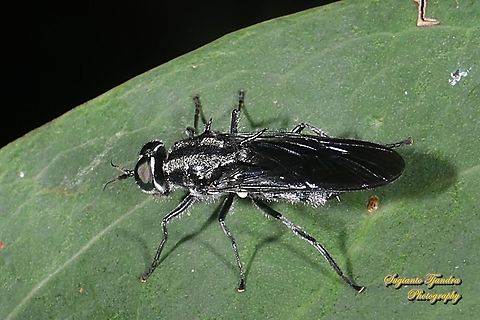 Soldier fly, Clitellaria bilineata, family Stratiomyidae  Clitellaria bilineata,Geotagged,Indonesia,Spring