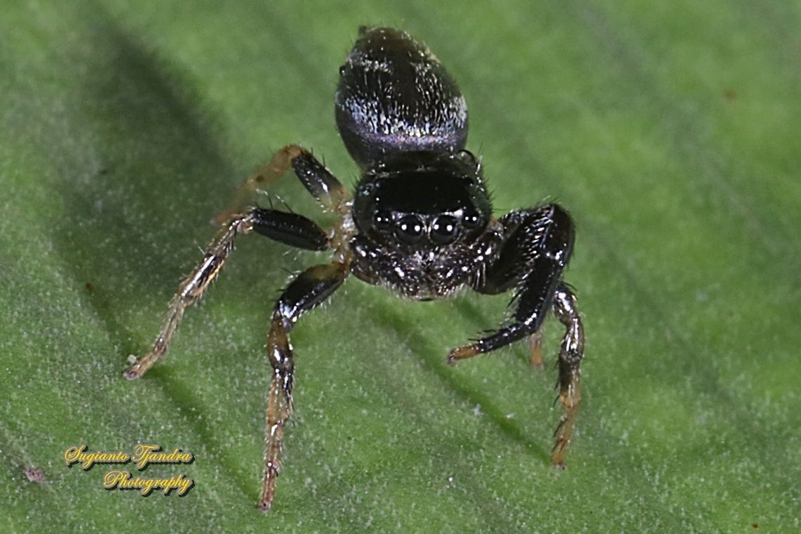 Jumping spider, Thiania bhamoensis, family Salticidaer  Geotagged,Indonesia,Spring,Thiania bhamoensis
