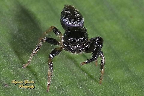 Jumping spider, Thiania bhamoensis, family Salticidaer  Geotagged,Indonesia,Spring,Thiania bhamoensis