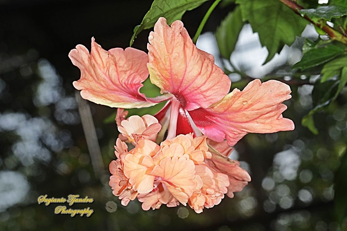 Hibiscus flower/Kembang Sepatu, Hibiscus rosa-sinensis  Chinese hibiscus,Geotagged,Hibiscus rosa-sinensis,Indonesia,Spring