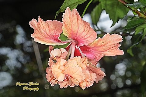 Hibiscus flower/Kembang Sepatu, Hibiscus rosa-sinensis  Chinese hibiscus,Geotagged,Hibiscus rosa-sinensis,Indonesia,Spring