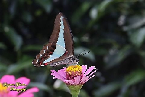 Common Bluebottle butterfly, Graphium sarpedon ssp luctatius "sucking nectar on the Zinnia flower"  Common Bluebottle,Geotagged,Graphium sarpedon,Indonesia,Spring