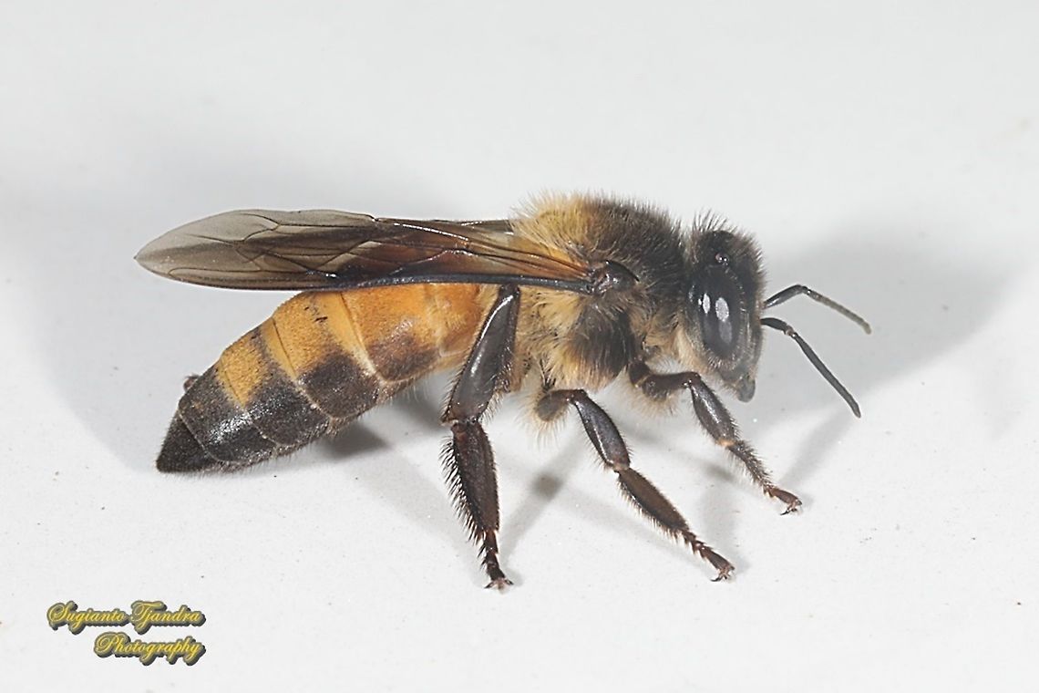 Black giant honey bee, Apis dorsata  Apis dorsata,Geotagged,Giant honey bee,Indonesia,Spring