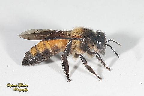 Black giant honey bee, Apis dorsata  Apis dorsata,Geotagged,Giant honey bee,Indonesia,Spring